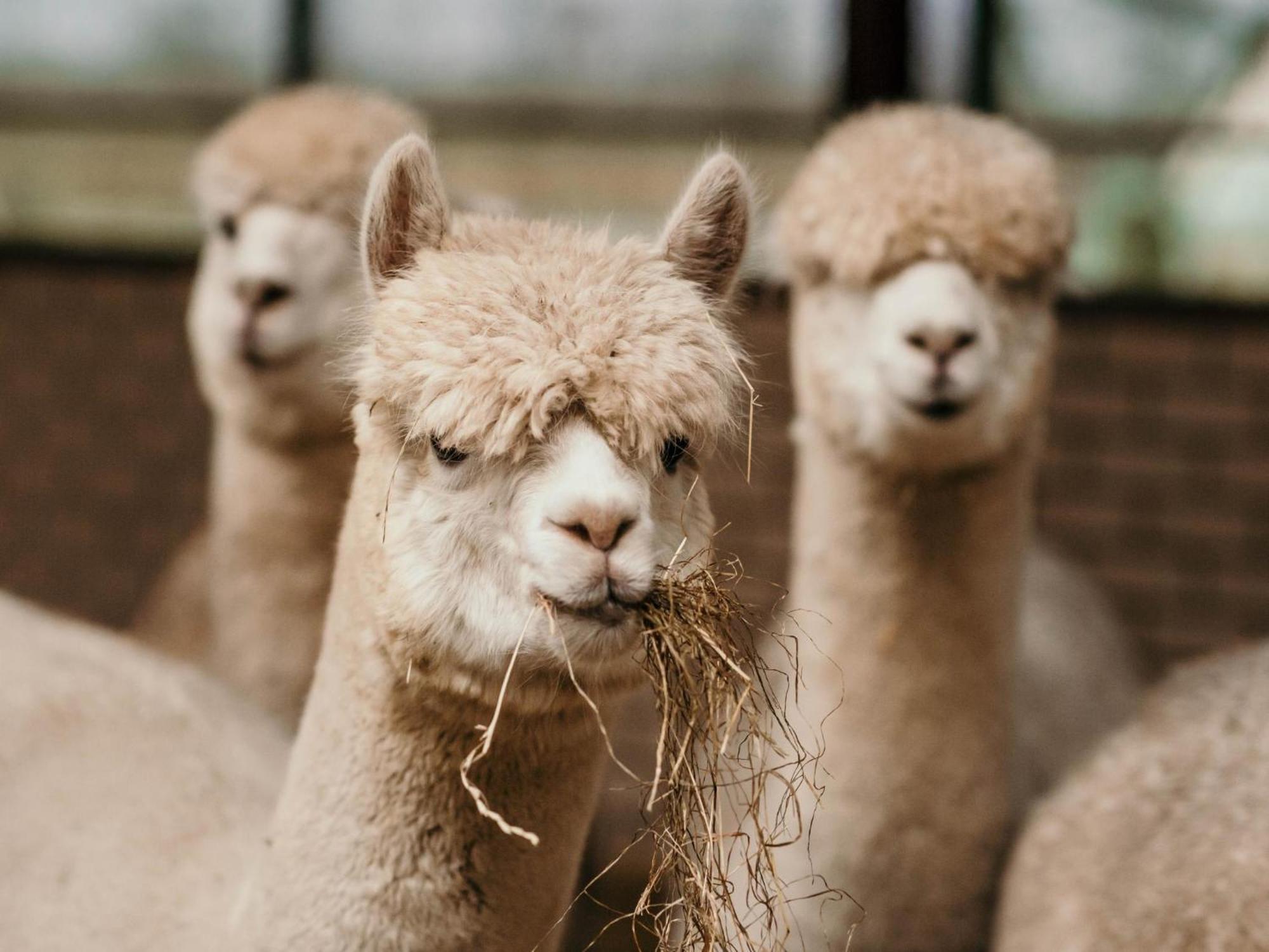 Alpacafarm Vorstenbosch Exterior photo