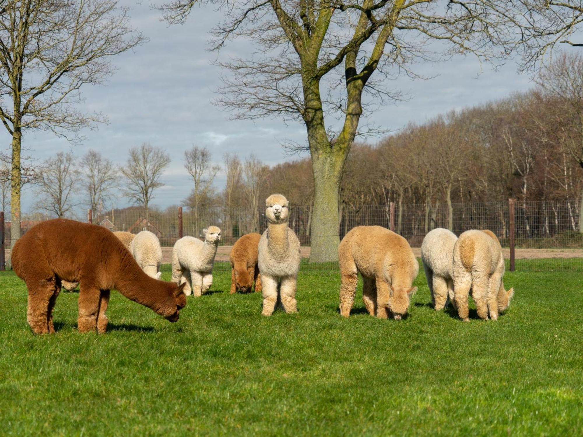 Alpacafarm Vorstenbosch Exterior photo