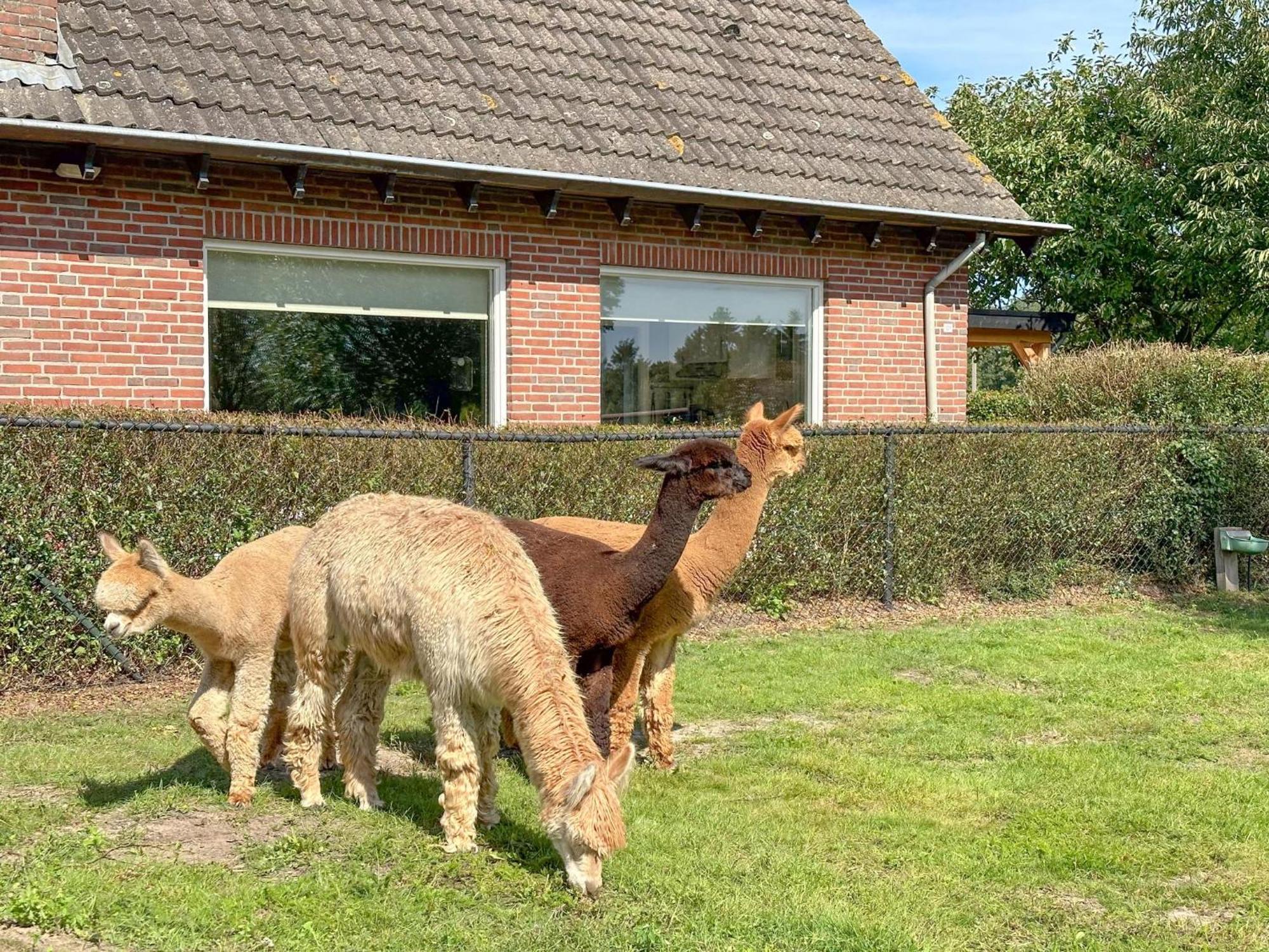 Alpacafarm Vorstenbosch Exterior photo